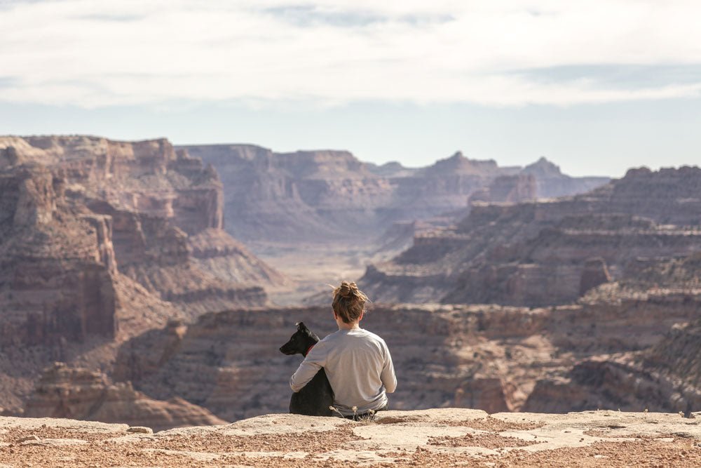 10 consejos clave para viajar con mascotas - Misswood