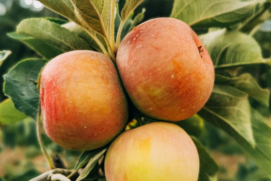 10 razones para consumir productos ecológicos - Misswood