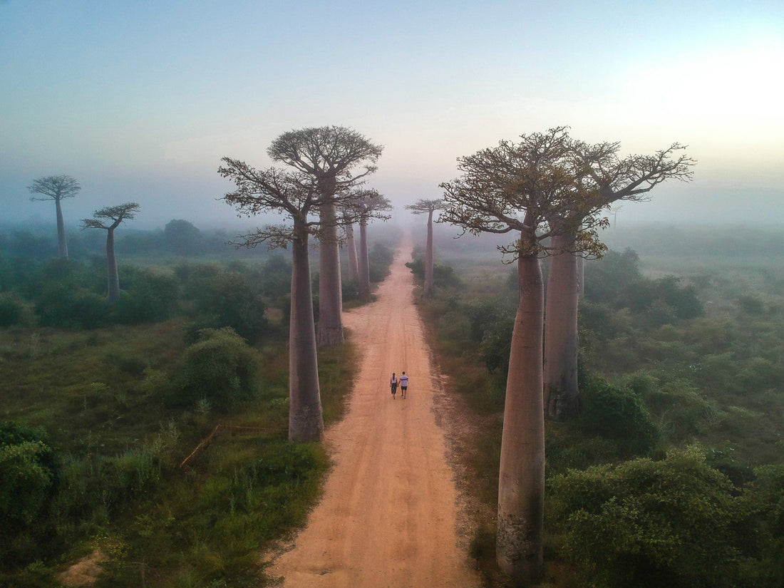 Madagascar (República de Madagascar) - Misswood